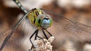 dragonfly