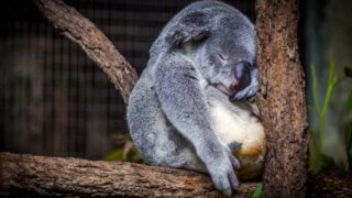 sleepy koala