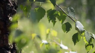 Closeup of birch branch in summer