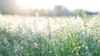 Field of tall grass and wildflowers in the sunlight