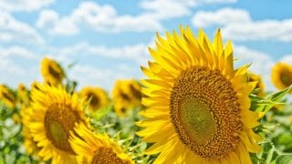 Field of sunflowers in front of blue sky with white clouds