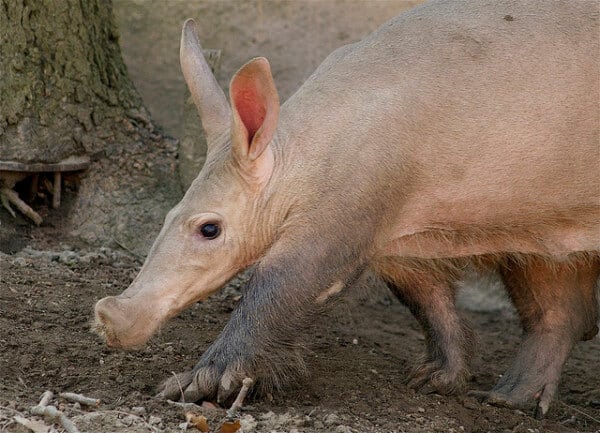 Aardvark (photo courtesy of Flickr user ucumari)