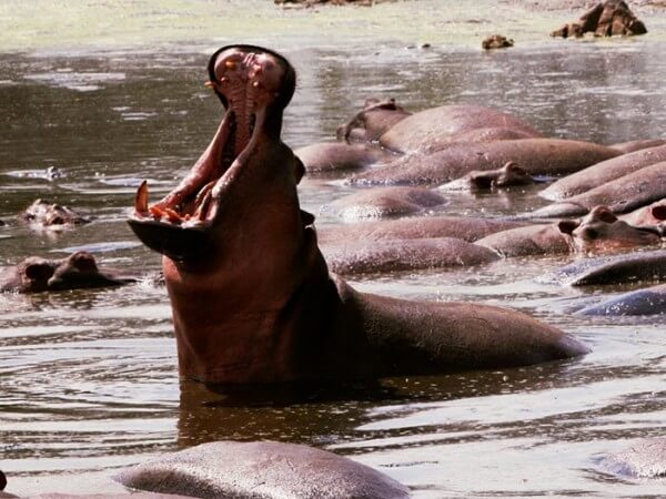 Hippo