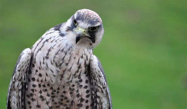 confused falcon