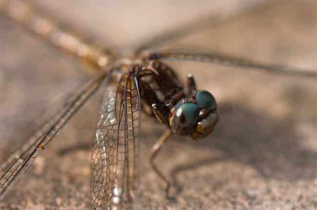 Dragonfly 3