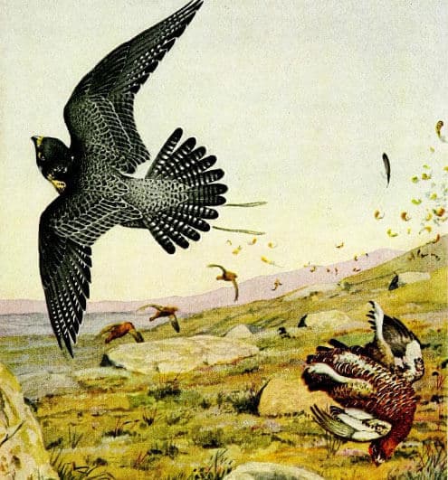 Falcon Strike