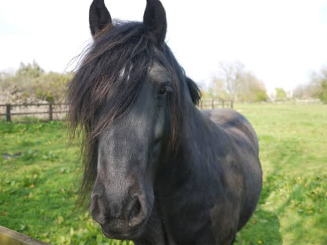Emo Horse