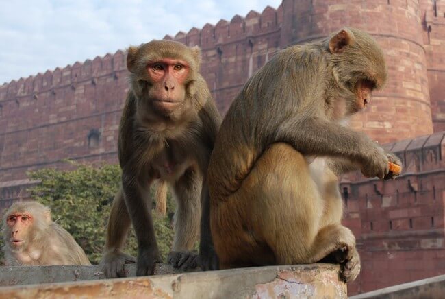 Rhesus Monkeys