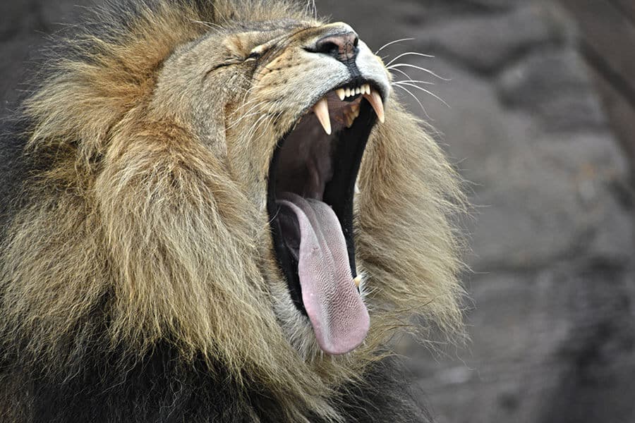 This lion is yawning because he doesn't find your excuses convincing.
