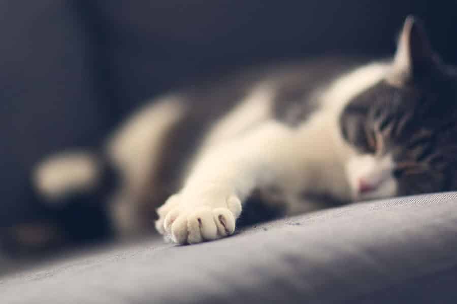 sleeping-cat-CIG-Ten-Myths