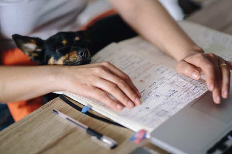 studying-with-dog-for-CIG-10-Myths
