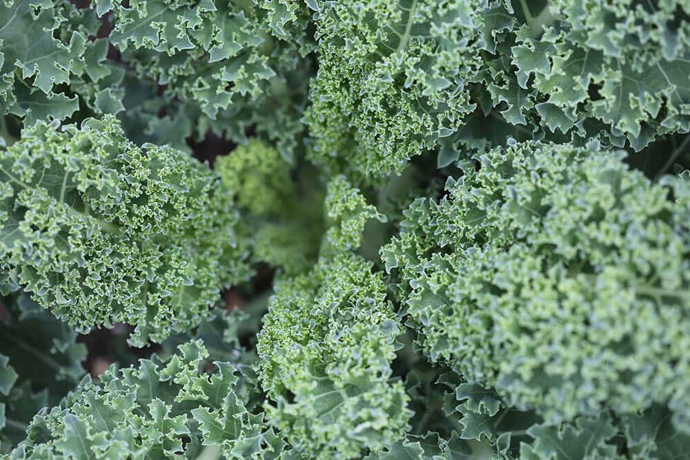 kale-image
