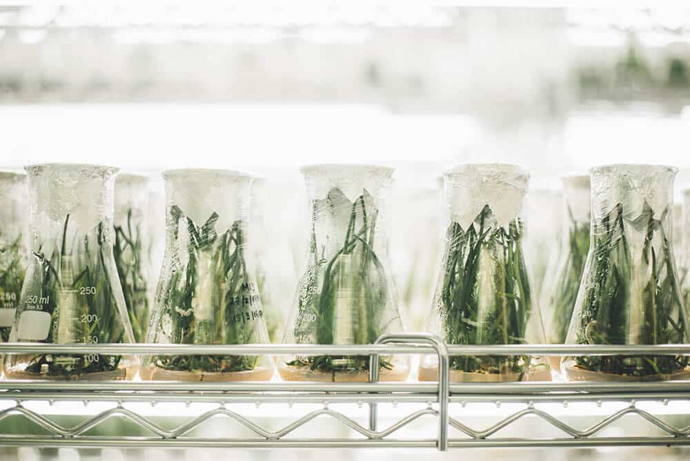 Plants growing in a research lab