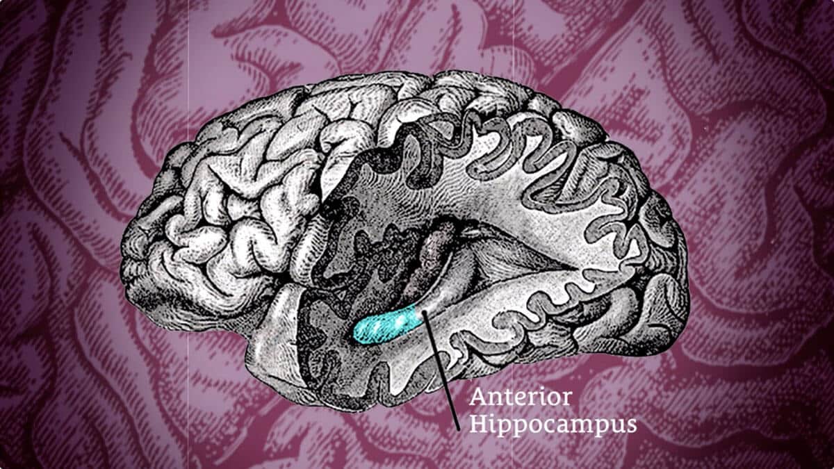 anterior hippocampus