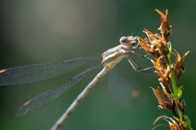 Macro damselfly