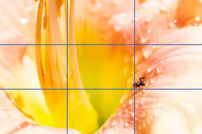 Rule of thirds shown on ant and flower