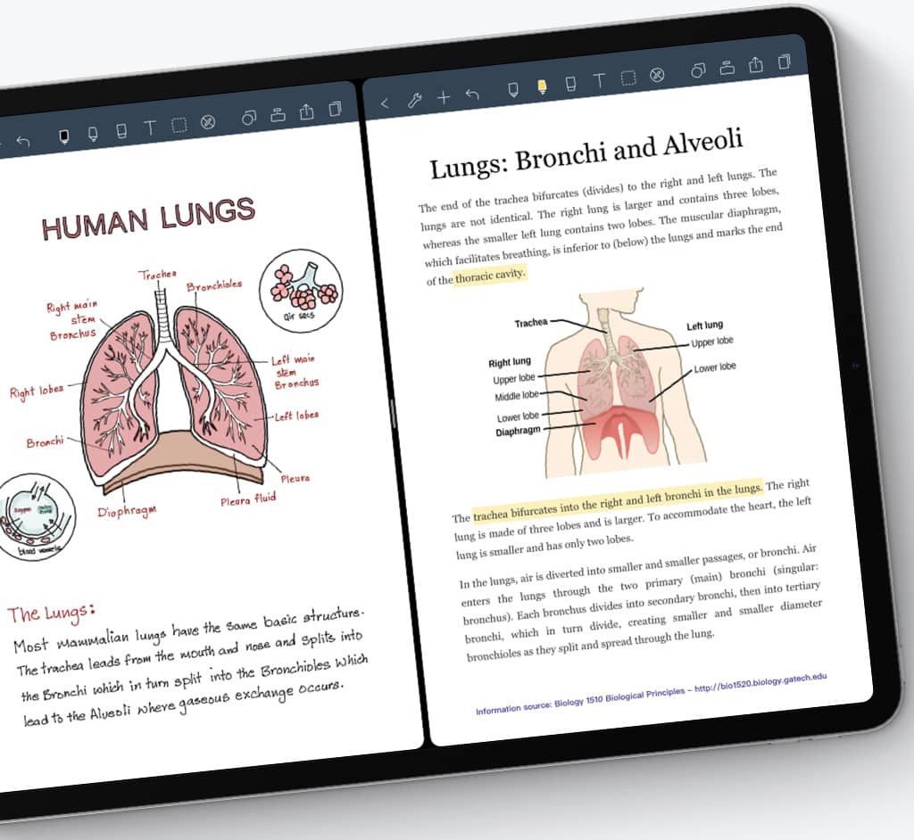 Image of respiratory system open next to handwritten note in Noteshelf