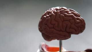 plastic model of human brain on stand